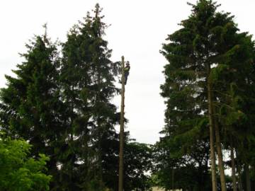 Photos de nos démontages d'arbres