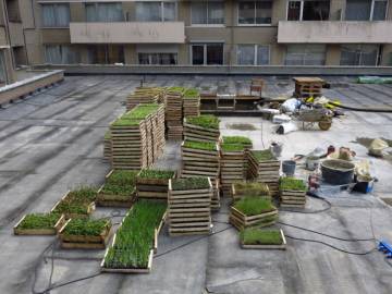 Toiture Jardin à Bruxelles