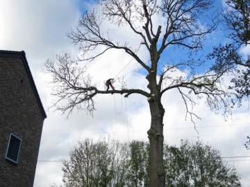 Photos de nos démontages d'arbres
