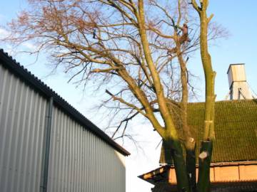 Photos de nos démontages d'arbres