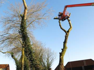 Photos de nos démontages d'arbres