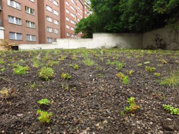 Toiture Jardin à Bruxelles