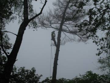 Photos de nos démontages d'arbres