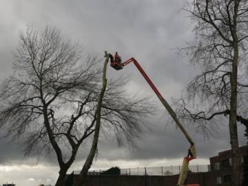 Photos de nos démontages d'arbres