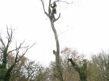 Photos de nos démontages d'arbres