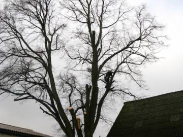 Photos de nos démontages d'arbres