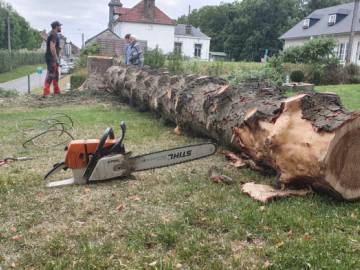 Photos de nos démontages d'arbres