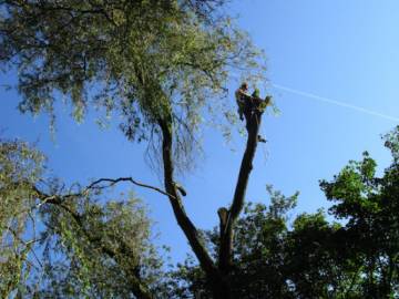 Photos de nos démontages d'arbres