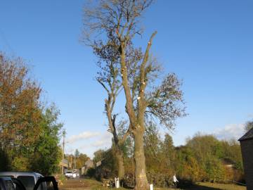 Photos de nos démontages d'arbres
