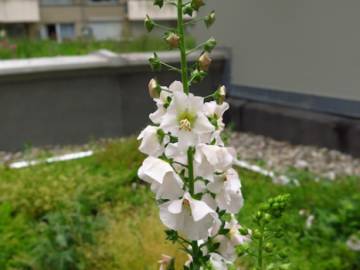 Toiture Jardin à Bruxelles