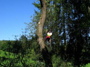Photos de nos démontages d'arbres