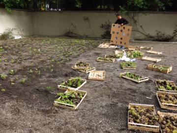 Toiture Jardin à Bruxelles