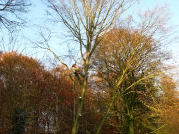 Photos de nos démontages d'arbres