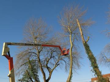 Photos de nos démontages d'arbres