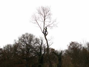 Photos de nos démontages d'arbres