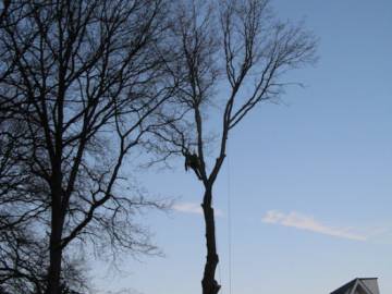 Photos de nos démontages d'arbres