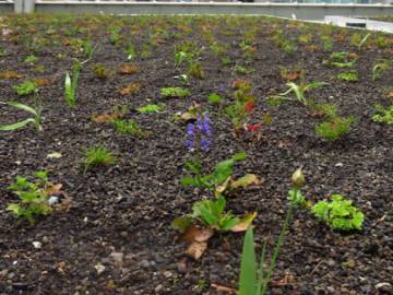 Toiture Jardin à Bruxelles