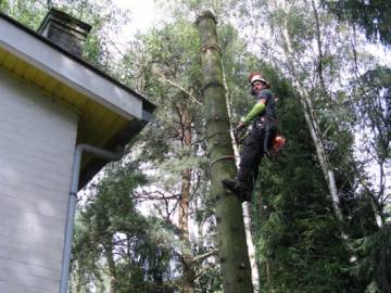 Photos de nos démontages d'arbres