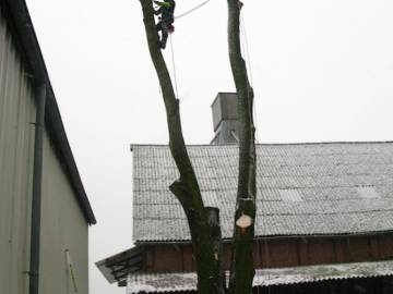 Photos de nos démontages d'arbres