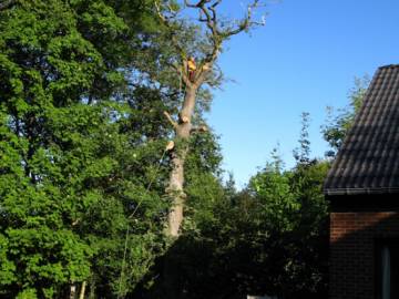 Photos de nos démontages d'arbres