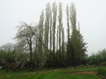 Abattage d'arbres en région Hutoise