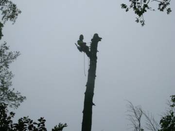Photos de nos démontages d'arbres