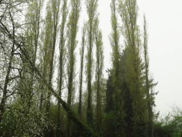 Abattage d'arbres en région Hutoise