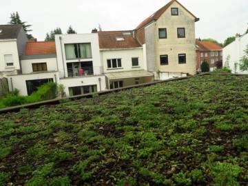 Toiture Végétale à Woluwe Saint Lambert