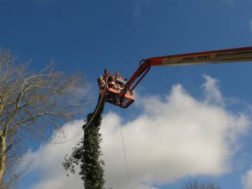 Photos de nos démontages d'arbres