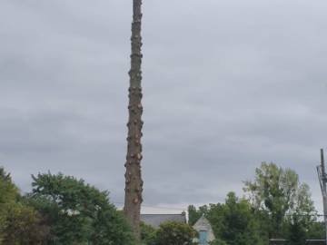 Photos de nos démontages d'arbres