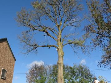 Photos de nos démontages d'arbres