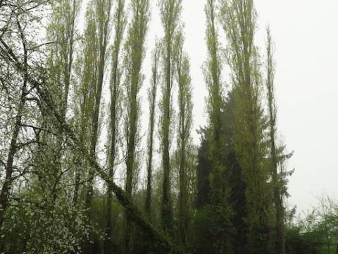 Abattage d'arbres en région Hutoise