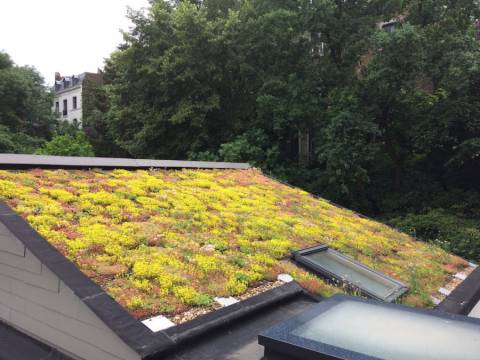 Toiture Verte inclinée à Liège