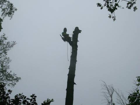 Photos de nos démontages d'arbres