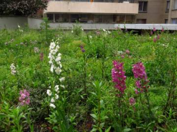 Toiture Jardin à Bruxelles