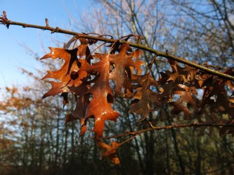 Périodes de taille des arbres