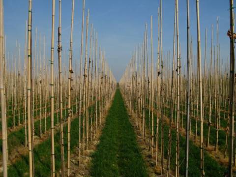 Plantation d'arbres