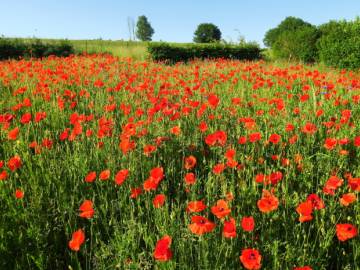 Réalisation d'une prairie fleurie en région Hutoise
