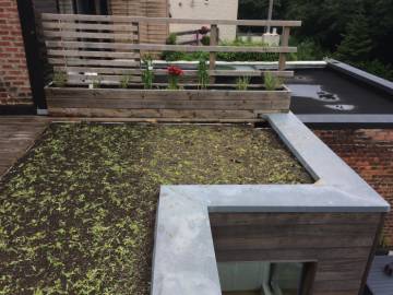 Toiture verte à Uccle