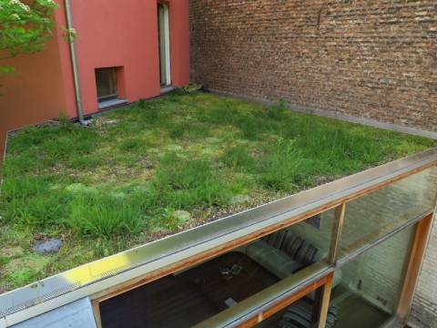 Toiture Végétale à Liège